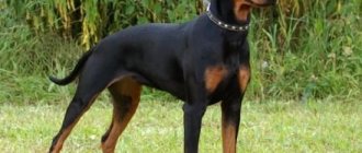 German pinscher