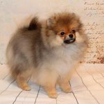 German Spitz Orange Sable Photo