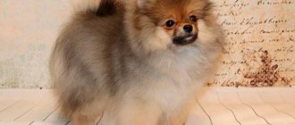 German Spitz Orange Sable Photo