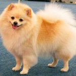 German Spitz