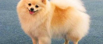 German Spitz