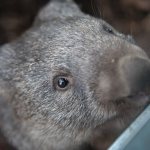 Unusual pets: wombat