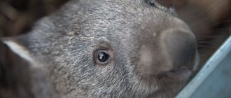 Unusual pets: wombat