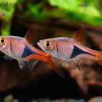 Unusual fish in an aquarium in an aquarium