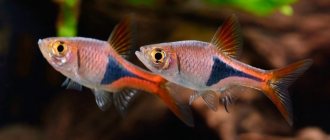 Unusual fish in an aquarium in an aquarium