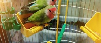 Lovebirds in a cage