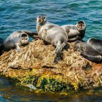 Seals on a stone