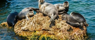 Seals on a stone