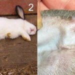 Non-contagious diseases of rabbits