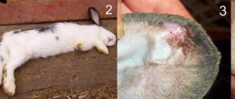 Non-contagious diseases of rabbits