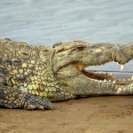 Nile crocodile