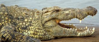 Nile crocodile