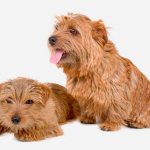 Norfolk Terrier adult and puppy