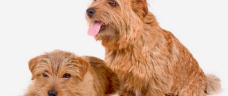 Norfolk Terrier adult and puppy