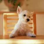 Norwich Terrier