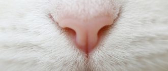 White cat&#39;s nose