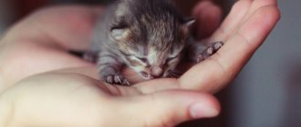 Newborn kittens