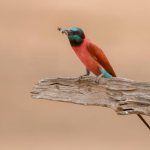 Nubian bee-eater