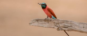 Nubian bee-eater