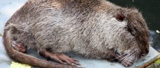 Nutria