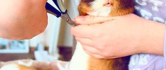 Do I need to trim my guinea pig&#39;s claws?