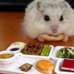 Hamster&#39;s lunch