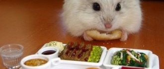 Hamster&#39;s lunch