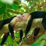 capuchin monkeys