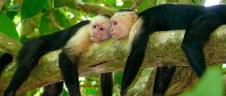 capuchin monkeys