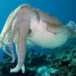 common cuttlefish