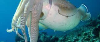 common cuttlefish