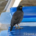 Common myna, Phuket, Thailand.