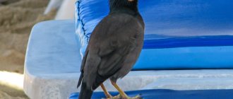 Common myna, Phuket, Thailand.