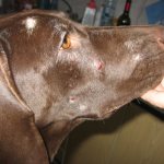 Focal demodicosis on the dog&#39;s face