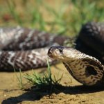 Spectacled cobra - snake bites