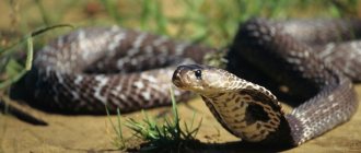 Spectacled cobra - snake bites