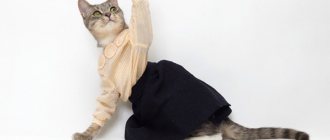 DIY cat clothes