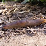 Garden slug