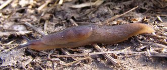 Garden slug