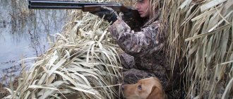 Partridge hunting with a dog