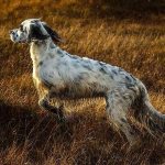 Hunting-breeds-of-dogs-Descriptions-names-and-types-of-hunting-dogs-4