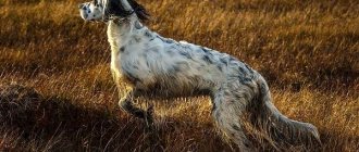 Hunting-breeds-of-dogs-Descriptions-names-and-types-of-hunting-dogs-4