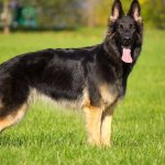 German Shepherd color photo