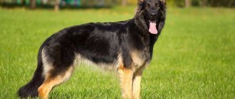 German Shepherd color photo