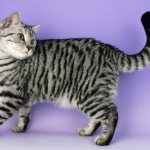 Tabby color in British cats