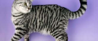 Tabby color in British cats