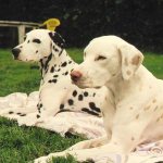 Dalmatian colors