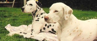 Dalmatian colors