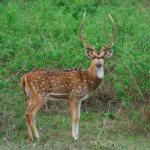 Axis deer - photo