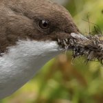 Dipper or water sparrow